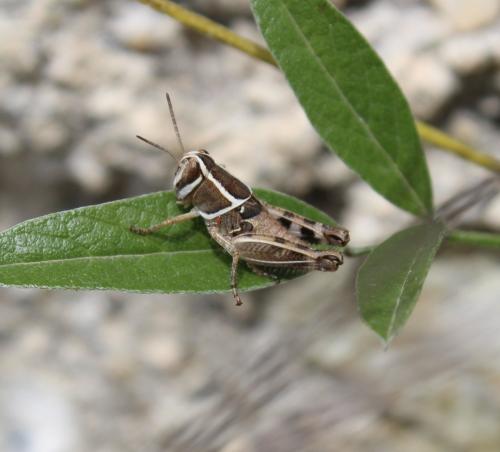 Calliptamus sp.